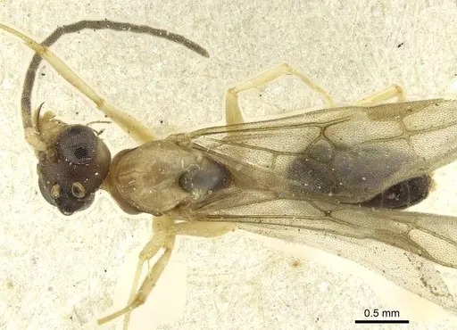 Technomyrmex andrei specimen CASENT0911594 image casent0911594_1