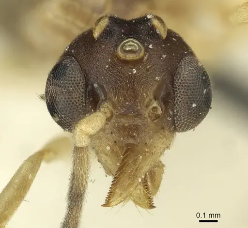 Technomyrmex andrei specimen CASENT0911594 image casent0911594_2