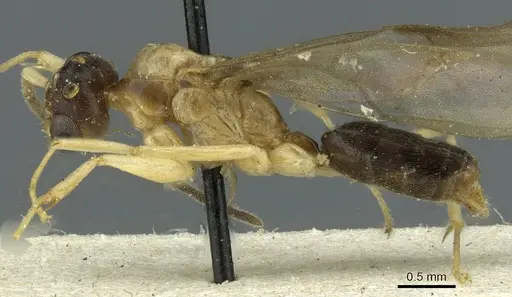 Technomyrmex andrei specimen CASENT0911594 image casent0911594_3