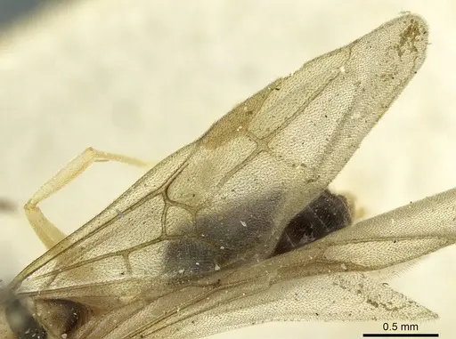 Technomyrmex andrei specimen CASENT0911594 image casent0911594_4