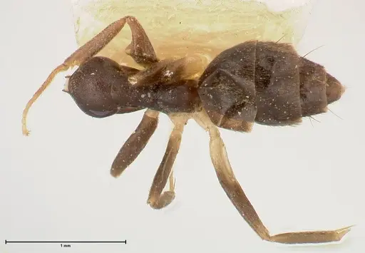 Technomyrmex andrei specimen FOCOL0546 image focol0546_1