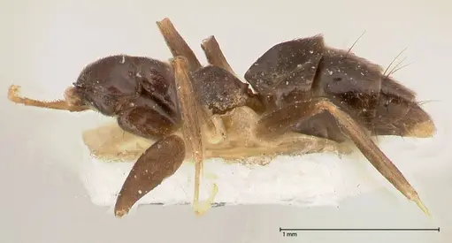 Technomyrmex andrei specimen FOCOL0546 image focol0546_2