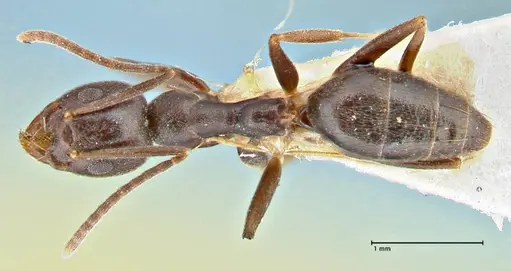 Technomyrmex andrei specimen FOCOL2850 image focol2850_1