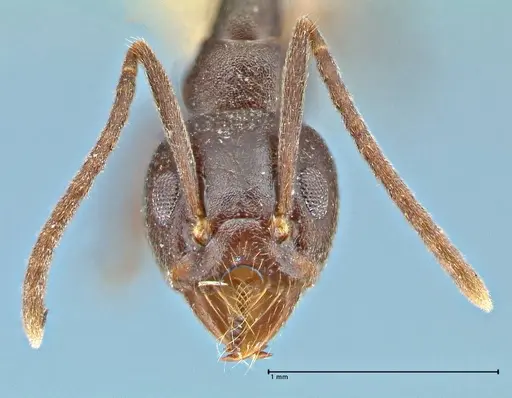 Technomyrmex andrei specimen FOCOL2850 image focol2850_2
