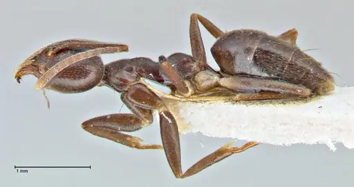 Technomyrmex andrei specimen FOCOL2850 image focol2850_3