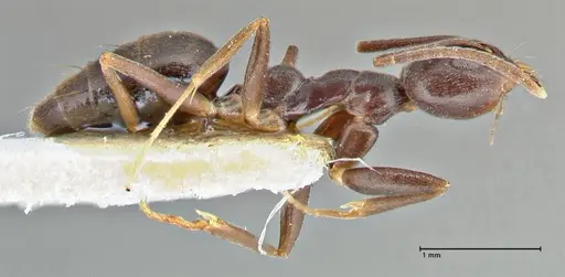 Technomyrmex andrei specimen FOCOL2850 image focol2850_4