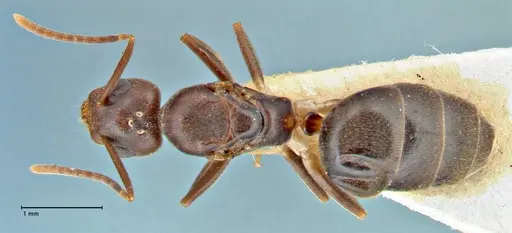 Technomyrmex andrei specimen FOCOL2851 image focol2851_1