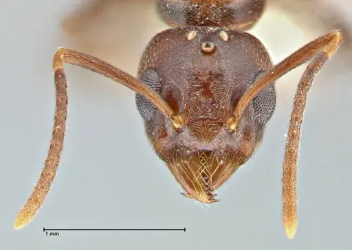 Technomyrmex andrei specimen FOCOL2851 image focol2851_2