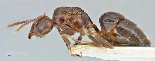 Technomyrmex andrei specimen FOCOL2851 image focol2851_3
