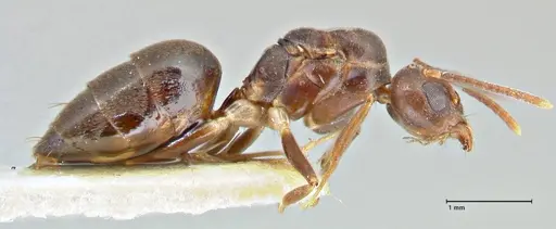 Technomyrmex andrei specimen FOCOL2851 image focol2851_4