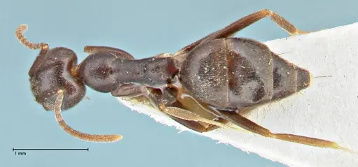 Technomyrmex andrei specimen FOCOL2852 image focol2852_1