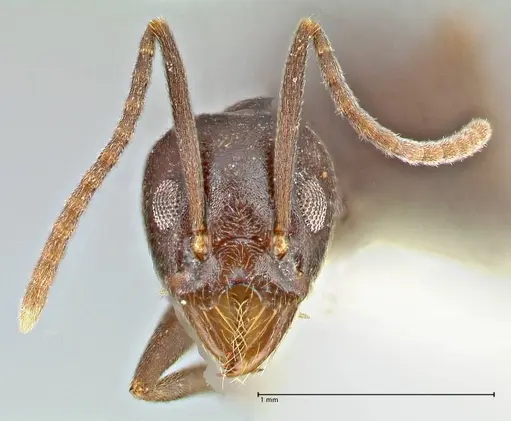 Technomyrmex andrei specimen FOCOL2852 image focol2852_2