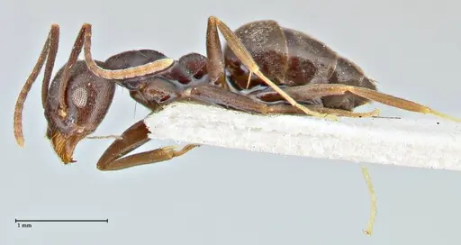 Technomyrmex andrei specimen FOCOL2852 image focol2852_3