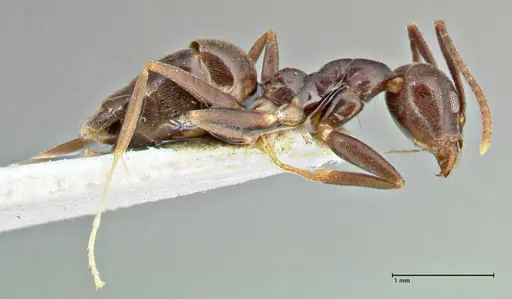 Technomyrmex andrei specimen FOCOL2852 image focol2852_4