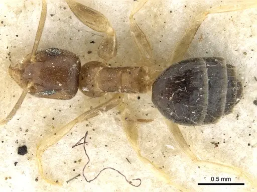 Technomyrmex antennus specimen CASENT0903051 image casent0903051_1