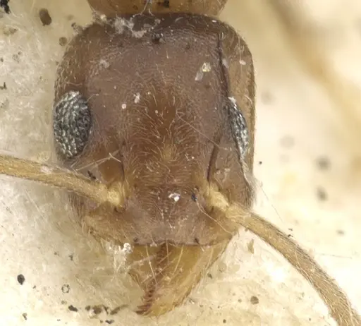 Technomyrmex antennus specimen CASENT0903051 image casent0903051_2
