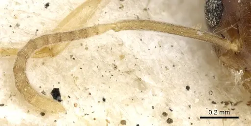 Technomyrmex antennus specimen CASENT0903051 image casent0903051_3