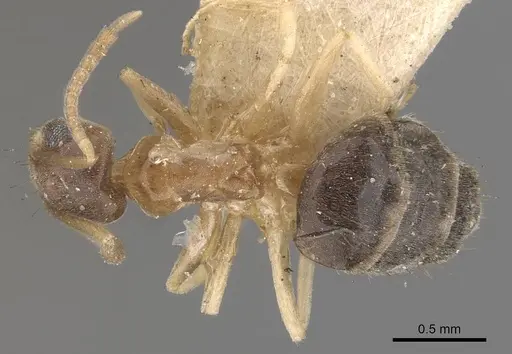 Technomyrmex antennus specimen CASENT0909794 image casent0909794_1