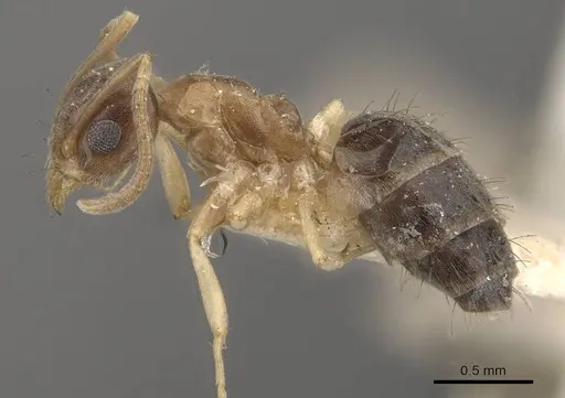 Technomyrmex antennus specimen CASENT0909794 image casent0909794_3