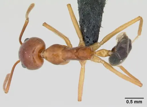 Technomyrmex anterops specimen CASENT0058901 image casent0058901_1