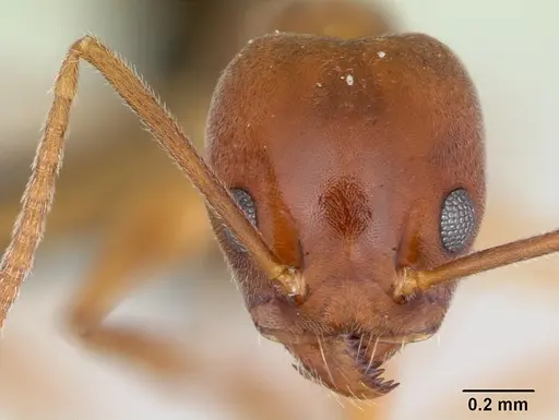 Technomyrmex anterops specimen CASENT0058901 image casent0058901_2