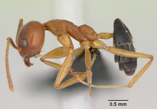 Technomyrmex anterops specimen CASENT0058901 image casent0058901_3