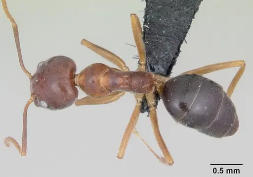 Technomyrmex anterops specimen CASENT0097891 image casent0097891_1