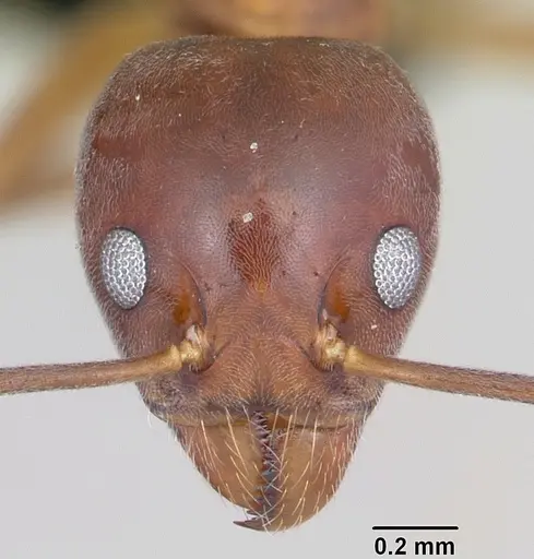 Technomyrmex anterops specimen CASENT0097891 image casent0097891_2