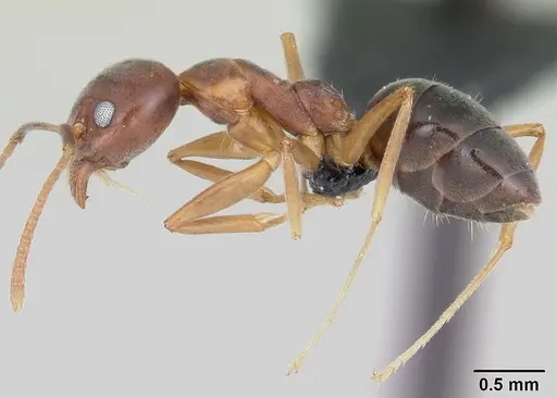Technomyrmex anterops specimen CASENT0097891 image casent0097891_3