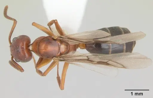 Technomyrmex anterops specimen CASENT0170211 image casent0170211_1