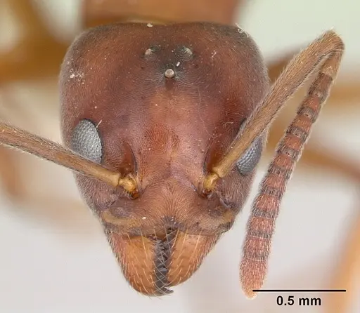 Technomyrmex anterops specimen CASENT0170211 image casent0170211_2