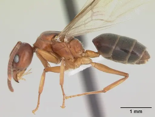Technomyrmex anterops specimen CASENT0170211 image casent0170211_3
