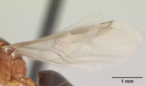 Technomyrmex anterops specimen CASENT0170211 image casent0170211_4
