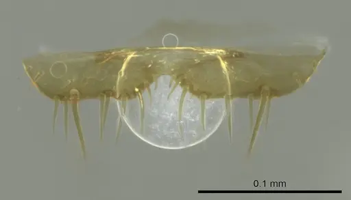 Technomyrmex anterops specimen CASENT0345014 image casent0345014_1