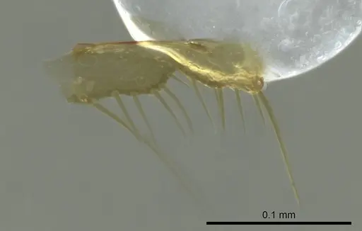 Technomyrmex anterops specimen CASENT0345015 image casent0345015_1