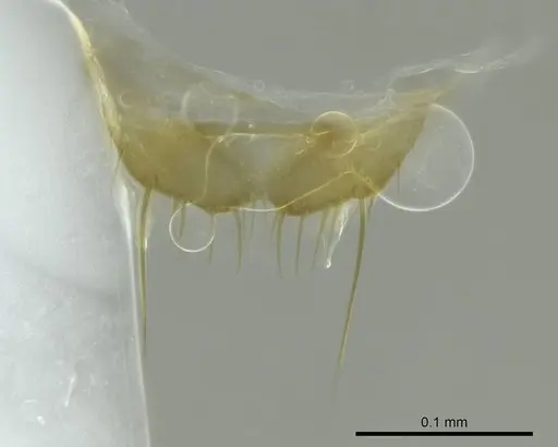 Technomyrmex anterops specimen CASENT0345016 image casent0345016_1