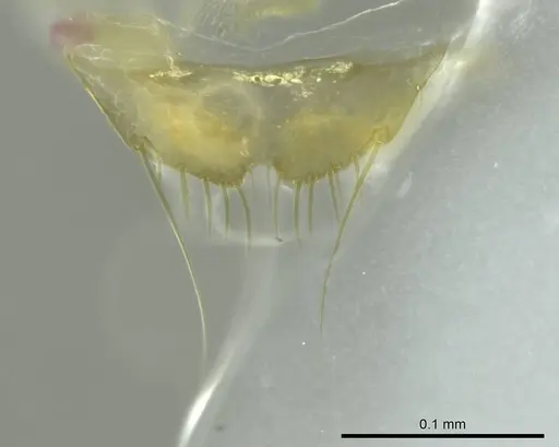 Technomyrmex anterops specimen CASENT0345018 image casent0345018_1