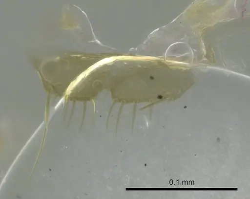 Technomyrmex anterops specimen CASENT0345019 image casent0345019_1