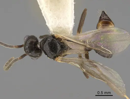 Technomyrmex anterops specimen CASENT0923772 image casent0923772_1