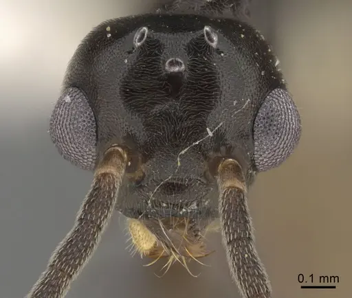 Technomyrmex anterops specimen CASENT0923772 image casent0923772_2