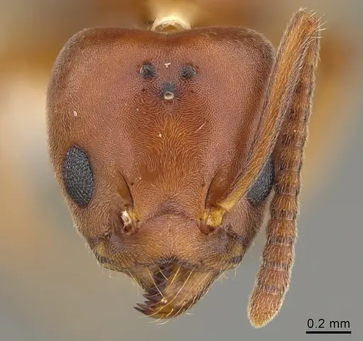 Technomyrmex anterops specimen CASENT0923773 image casent0923773_2