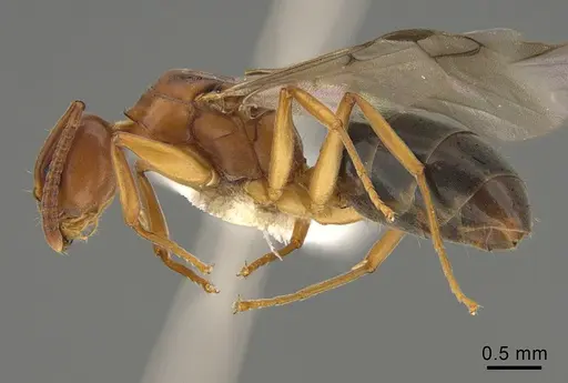 Technomyrmex anterops specimen CASENT0923773 image casent0923773_3
