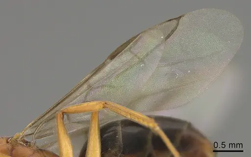 Technomyrmex anterops specimen CASENT0923773 image casent0923773_4