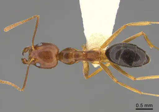Technomyrmex anterops specimen CASENT0923774 image casent0923774_1
