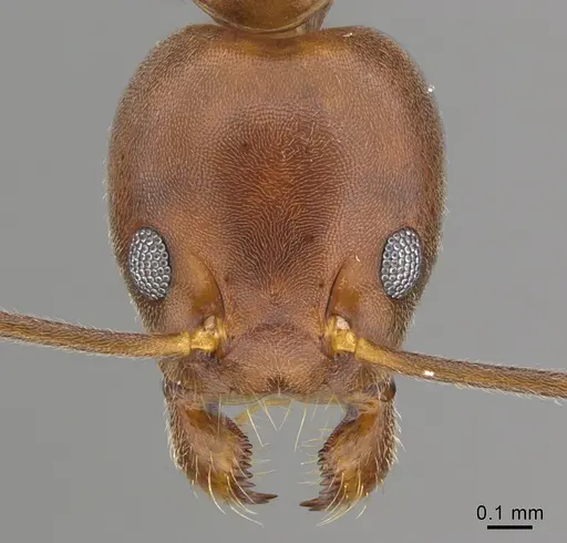 Technomyrmex anterops specimen CASENT0923774 image casent0923774_2
