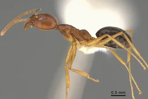 Technomyrmex anterops specimen CASENT0923774 image casent0923774_3