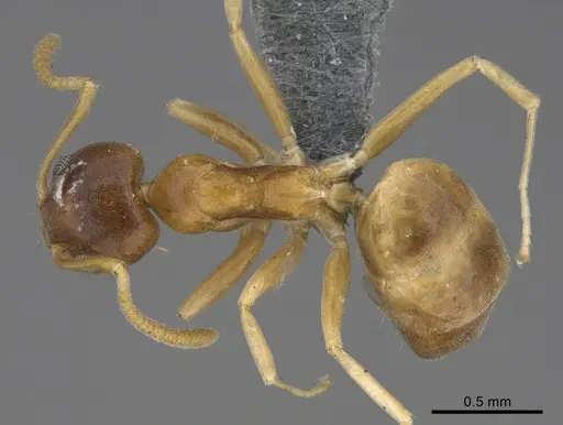 Technomyrmex anterops specimen CASENT4025392 image casent4025392_1