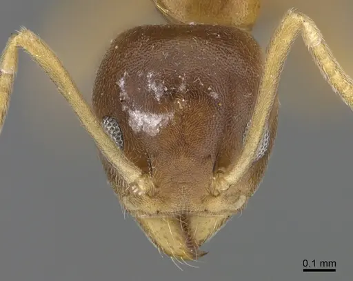 Technomyrmex anterops specimen CASENT4025392 image casent4025392_2