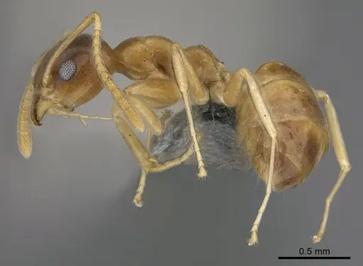 Technomyrmex anterops specimen CASENT4025392 image casent4025392_3