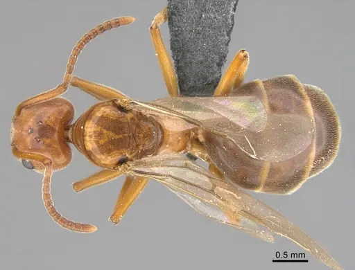 Technomyrmex anterops specimen CASENT4025601 image casent4025601_1